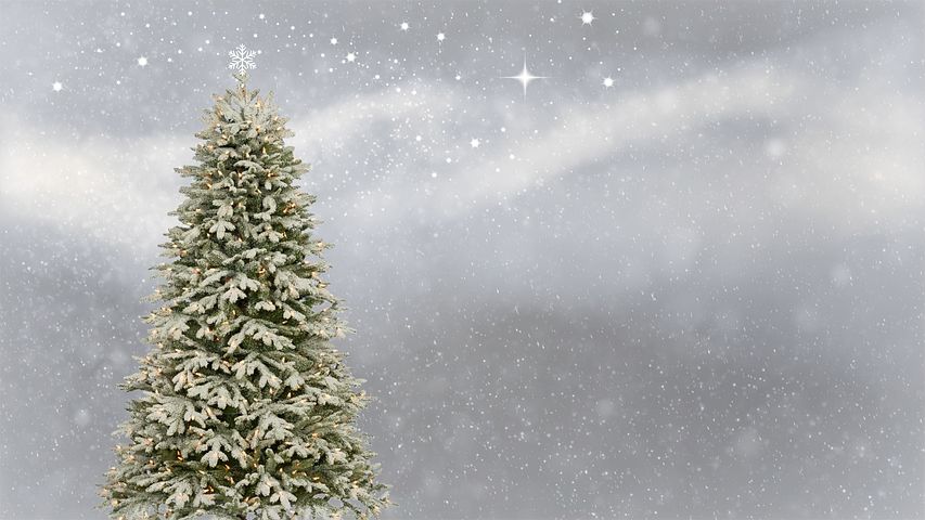 christmas-tree-3006743__480.jpg