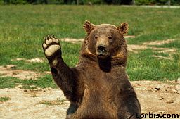 Mischa the Dancing Bear