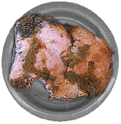 Moldy Bread