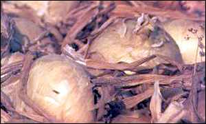 Onions