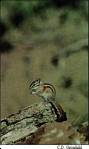 Chipmunk