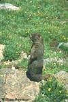 Gopher
