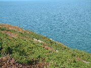 Fishguard Landing Site