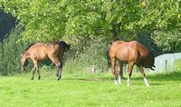Horses