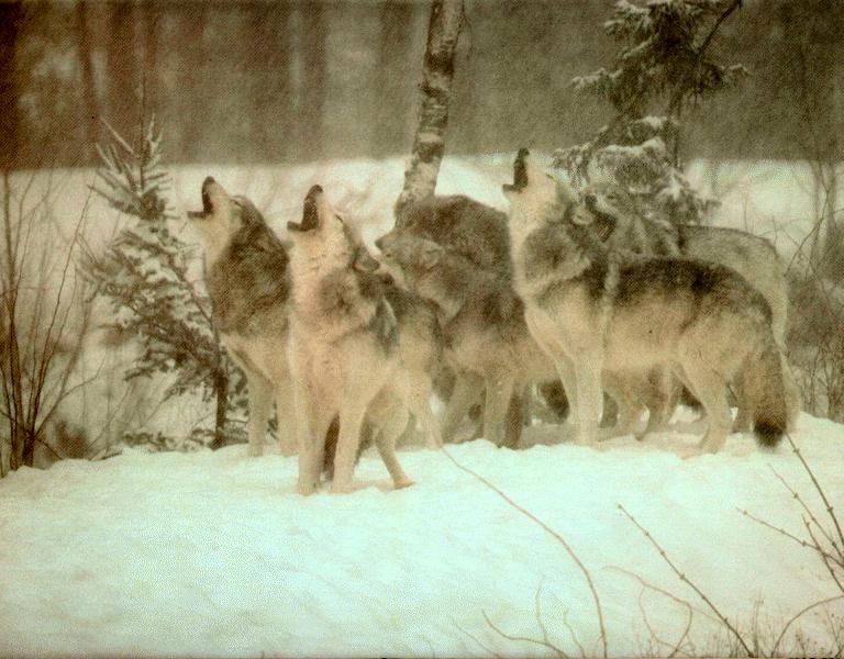 Wolves